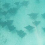 Private Snorkeling Trip on a Polynesian Outrigger - An In-Depth Look at the Private Snorkeling Trip