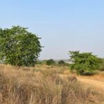 Private tiger watching in Panna National Park of Khajuraho - Insights from the Reviews