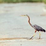 Private Tour Bundala National Park Safari From Hambantota - Detailed Review of the Tour