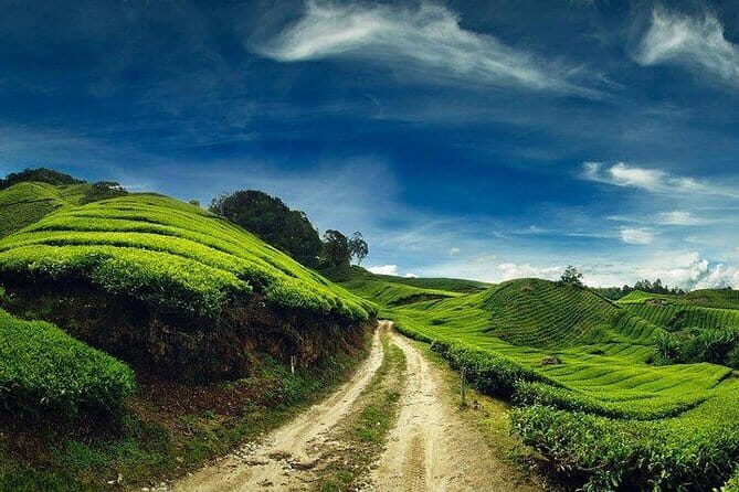 Private Tour : Cameron Highland Day Trip from Kuala Lumpur - Frequently Asked Questions