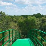 Private Tour Can Gio Mangrove Biosphere - Practical Details: Transport, Duration, and Cost