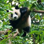 Private Tour Chengdu Pandas, Tea & Ancient Streets - FAQ