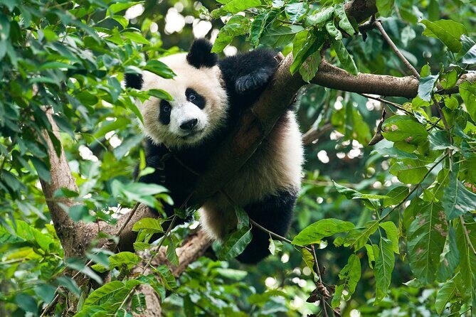 Private Tour Chengdu Pandas, Tea & Ancient Streets - FAQ