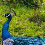 Private Tour from Ella to Mirissa with Udawalawe Safari - Who Should Book This Tour?