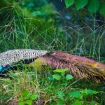 Private Tour from Ella to Tangalle with Udawalawe Safari - Who Will Love This Tour?