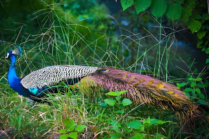 Private Tour from Ella to Tangalle with Udawalawe Safari - Who Will Love This Tour?