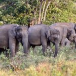 Private Tour from Mirissa to Ella with Udawalawe Safari - How the Tour Is Structured