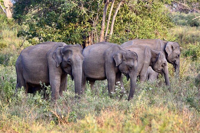 Private Tour from Mirissa to Ella with Udawalawe Safari - How the Tour Is Structured