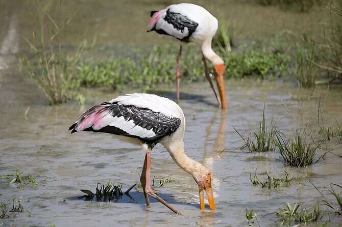 Private Tour from Polonnaruwa to Kandy with Wasgamuwa Safari - The Value of This Tour