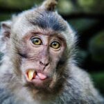 Private Tour Highlights of Ubud - How the Experience Comes Together