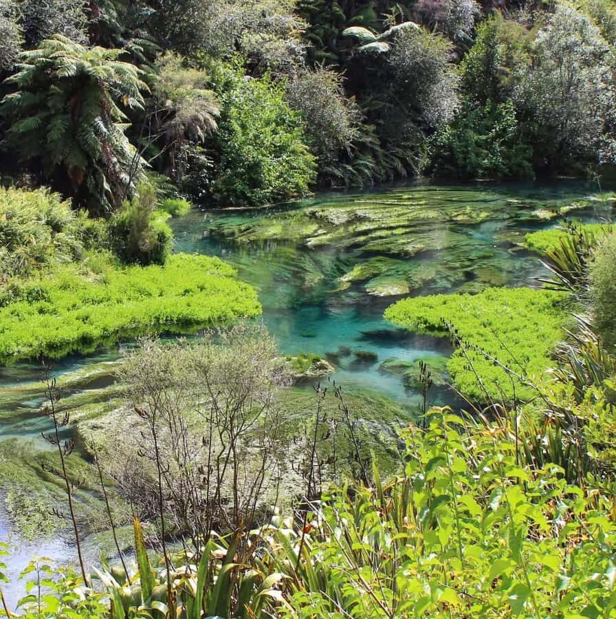 Private Tour: Hunua Falls, Blue Springs & Mclaren waterfall - A Day in Nature: What to Expect on the Tour