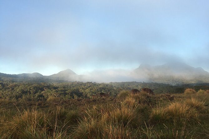 Private Tour in Horton Plains National Park & World's End Tour with Pick up - Exploring the Horton Plains and Worlds End Tour in Detail