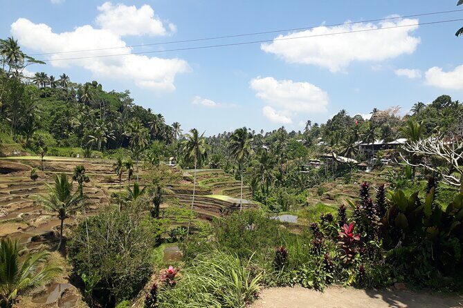 Private tour in Ubud country side - The Iconic Rice Terraces and Scenic Swing