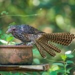 Private Tour Minneriya National Park from Colombo - Discovering Minneriya National Park