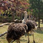 [Private Tour] Nami Island+Morning calm Garden+Petite France - Pricing & Value Analysis