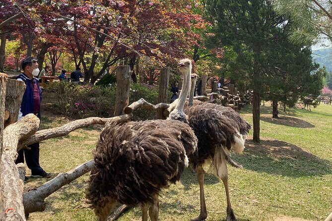 [Private Tour] Nami Island+Morning calm Garden+Petite France - Pricing & Value Analysis