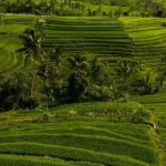 Private Tour of Balis Ubud: Culture, Nature & Heritage - Who Should Consider This Tour?