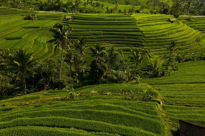 Private Tour of Balis Ubud: Culture, Nature & Heritage - Who Should Consider This Tour?