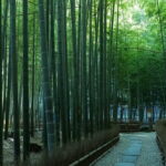 Private Tour of the Ancient Capital Kamakura from Tokyo - Practical Tips for Making the Most of This Tour