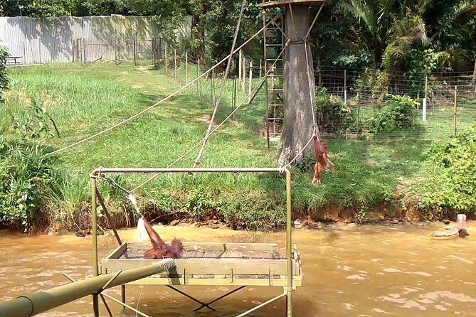 Private Tour : Orang Utan Island & Perak Cave Temple from KL - The Sum Up