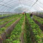 [Private Tour] Organic Strawberry Farm & Nami Island & Petite France - Final Thoughts