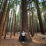 Private Tour: Rotorua Adventure, Kiwi Hatchery & Mori Culture - Practical Details and Value