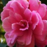 Private Tour: Stone Forest and Flower Birds Market with Lunch - A More Detailed Look at the Attractions