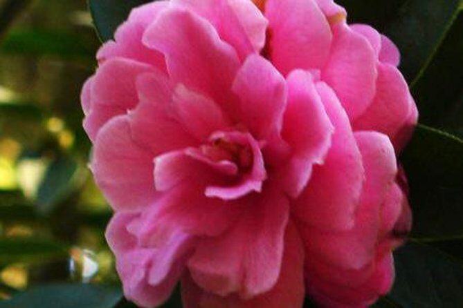 Private Tour: Stone Forest and Flower Birds Market with Lunch - A More Detailed Look at the Attractions