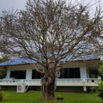 Private Tour: Thai Culture& Experience with Buddhism - Who This Tour Is Best For