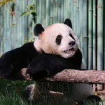 Private Tour to Mutianyu Great Wall and Panda House - Analyzing the Value