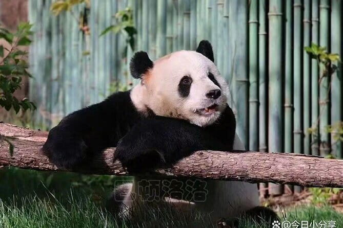 Private Tour to Mutianyu Great Wall and Panda House - Analyzing the Value