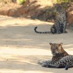 Private Tour: YALA National Park from SHANGRI-LA, Hambanthota - An In-Depth Look at the Yala Safari Experience