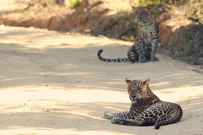 Private Tour: YALA National Park from SHANGRI-LA, Hambanthota - An In-Depth Look at the Yala Safari Experience