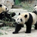 Private Transfer between Shanghai Zoo and City Hotels - How This Tour Offers Value