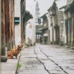 Private Transfer between Wuzhen Water Town and Shanghai City Center - Who Should Book This Transfer?