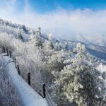 Private Transfer Seoul  Alpensia/Yongpyong/Pyeongchang Ski - Detailed Breakdown of the Experience