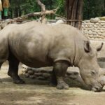 Private Transfer to Beijing Wildlife Park with Self-driving Ride Inside - What the Price Includes and Excludes