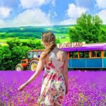 Private Transport in Hokkaido with English Speaking Driver - What Makes This Tour Stand Out?