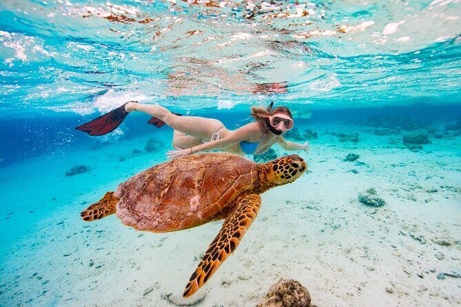Private Turtle and Ray Tour Rarotonga - Who Will Love This Experience?