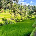 Private Ubud Highlights Midday Tour with Flexible Pickup - Practical Details: What You Need To Know