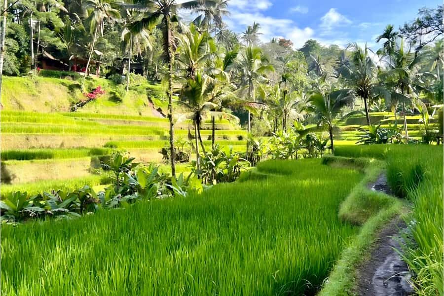 Private Ubud Highlights Midday Tour with Flexible Pickup - Practical Details: What You Need To Know