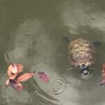 Private Walking Tour of the Shah Alam Lake Gardens with Pick Up and Lunch - Practical Tips for Your Visit