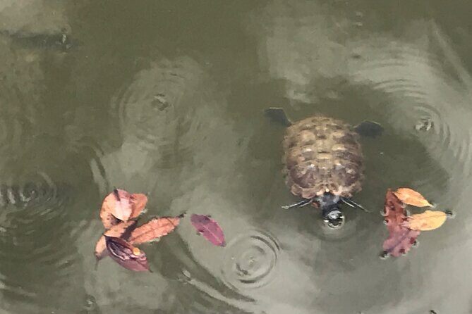 Private Walking Tour of the Shah Alam Lake Gardens with Pick Up and Lunch - Practical Tips for Your Visit