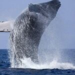 Private Whale Watching Tour by Luxury Speedboat from Mirissa - An In-depth Look at the Private Whale Watching Tour