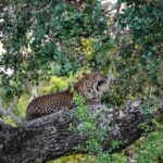 Private Wildlife Safari in Yala National Park Sri Lanka - Detailed Breakdown of the Tour Experience