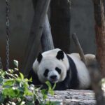 Private Xi'an Half day Panda Qizai Tour - What Makes This Tour Stand Out
