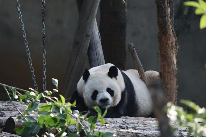 Private Xi'an Half day Panda Qizai Tour - What Makes This Tour Stand Out