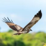 Private Yala Safari from Galle  Eco Jeep Adventure - Why This Tour Offers Good Value