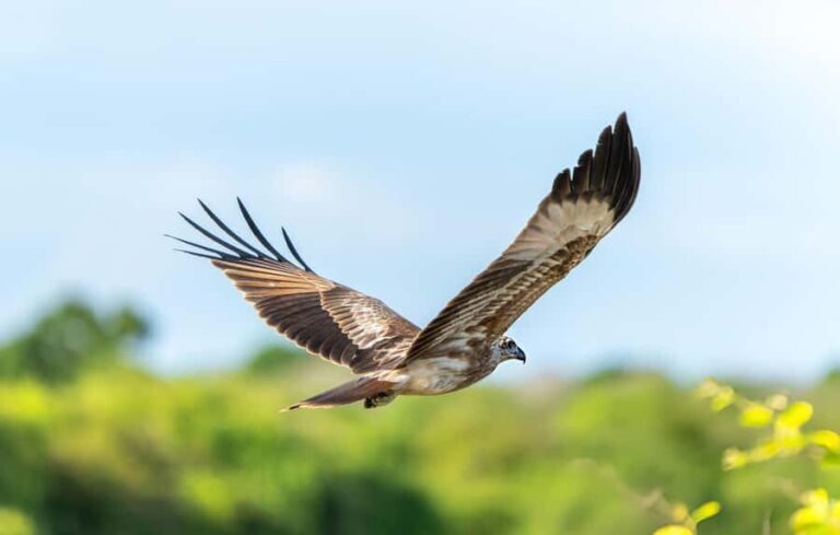 Private Yala Safari from Galle  Eco Jeep Adventure - Why This Tour Offers Good Value