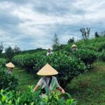 Puer Tea Picking and Tasting Morning Trip - FAQ